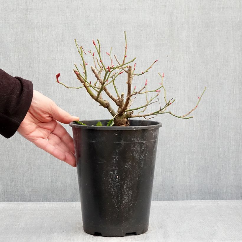 Rosa Sophia Romantica - Floribunda Rose 4L/5L pot sample as delivered in winter