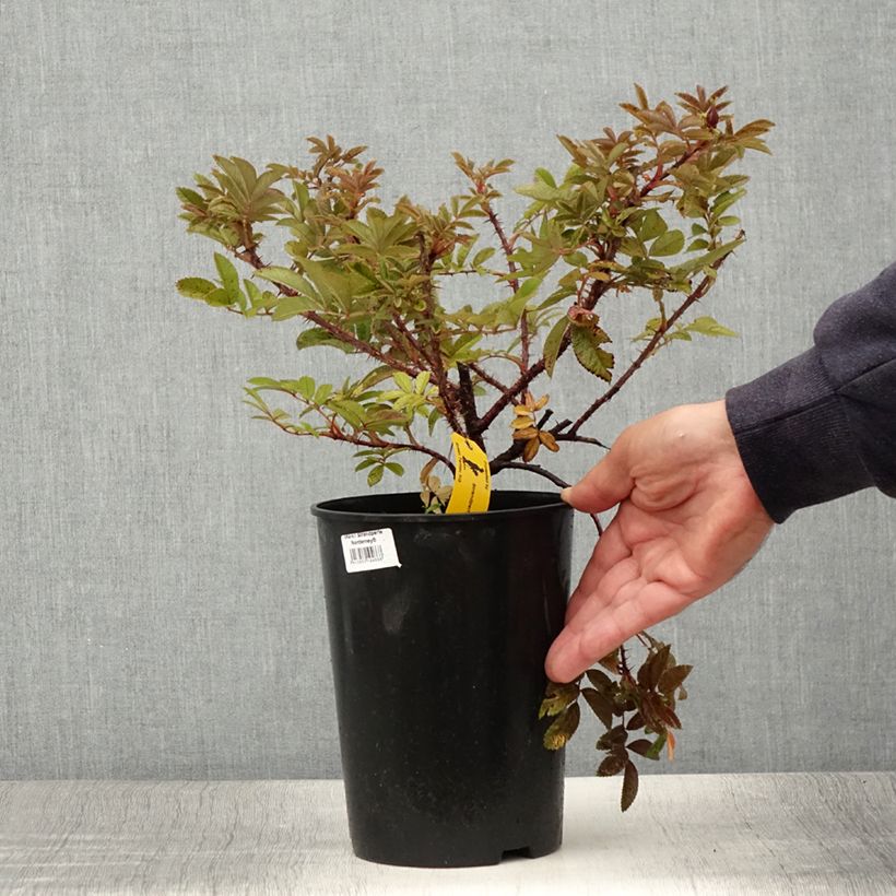 Rosa x rugosa Strandperle - Rugosa Rose 4L/5L pot sample as delivered in summer