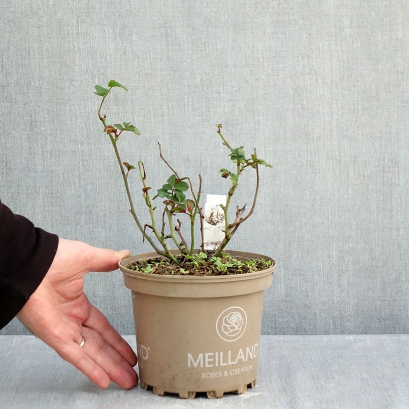 Rosa Sugar Candy Rose - Floribunda Rose 2L/3L pot sample as delivered in autumn