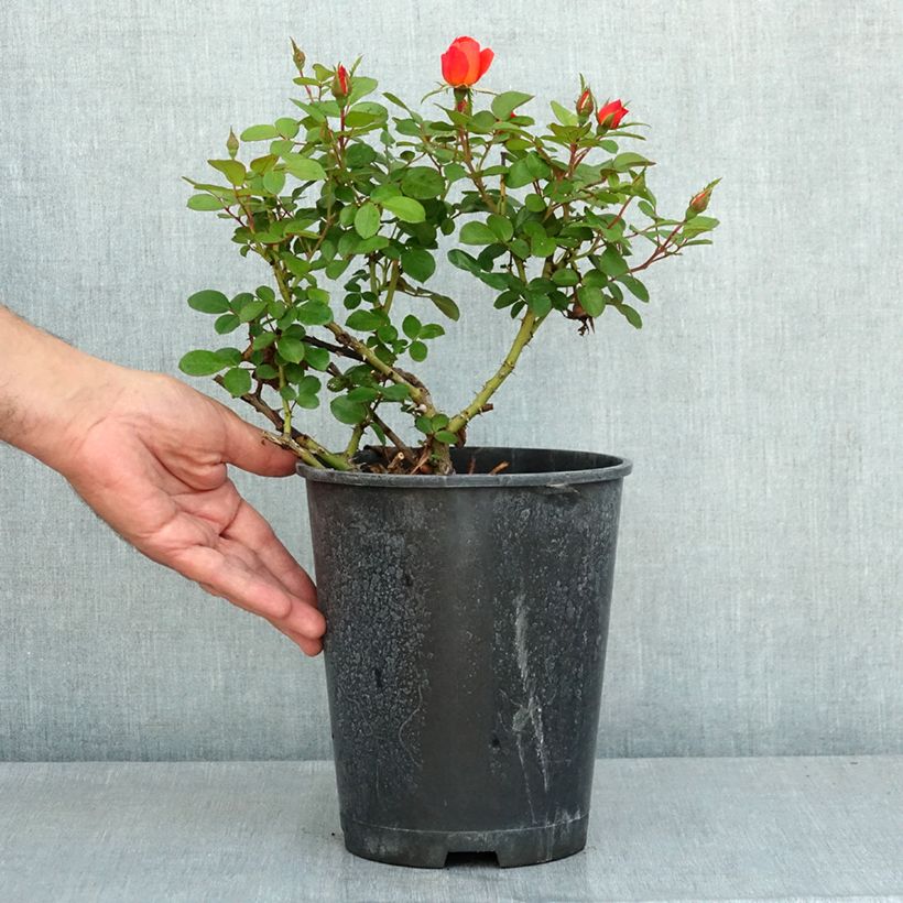 Rosa Sugar Candy Rose - Floribunda Rose 4L/5L pot sample as delivered in summer