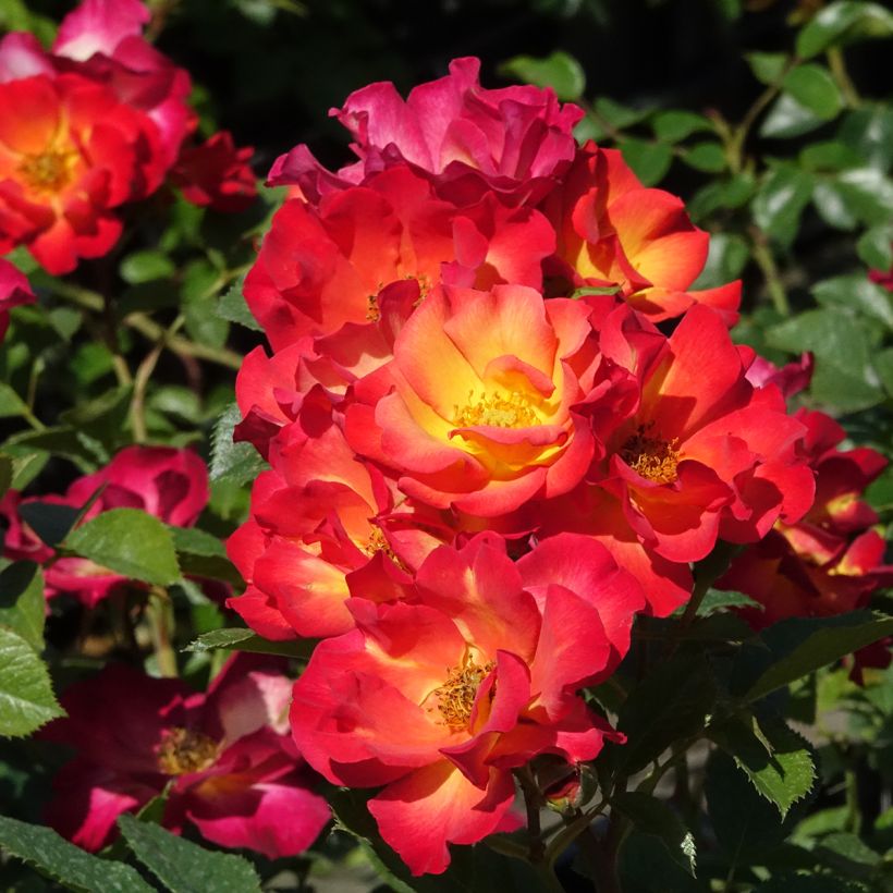 Rosa x floribunda Summer of Love - Floribunda Rose (Flowering)