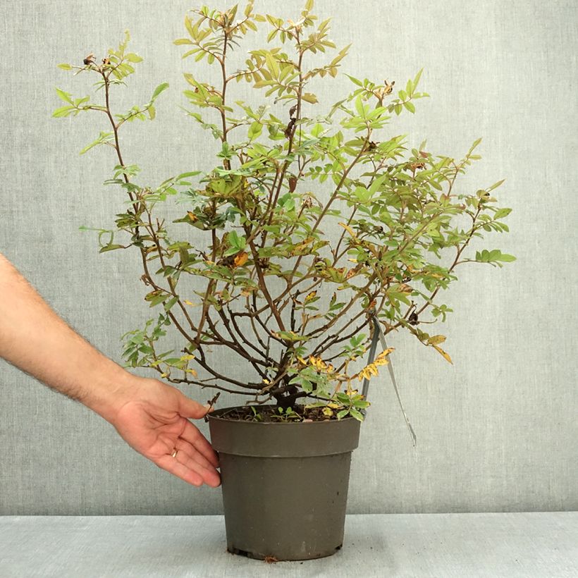 Rosa rugosa  TAKE IT EASY® Red - Rugosa Rose 4L/5L pot sample as delivered in summer