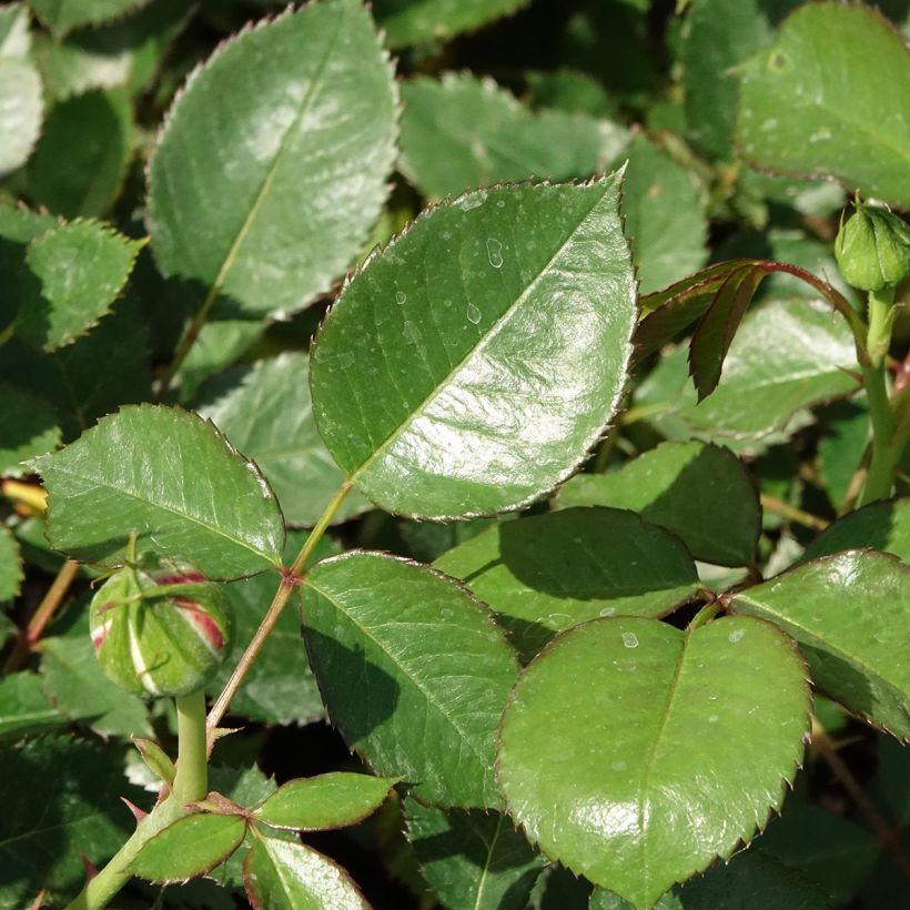 Rosa x polyantha Tobago - Polyantha Rose (Foliage)