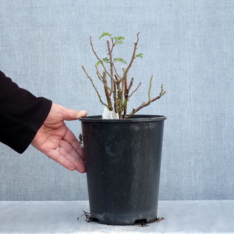 Rosa Utopia - Polyantha Rose 3L/4L pot sample as delivered in autumn