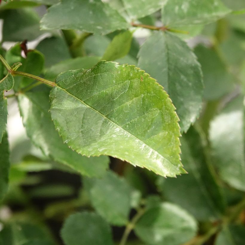 Rosa x moschata 'Walferdange'  (Foliage)