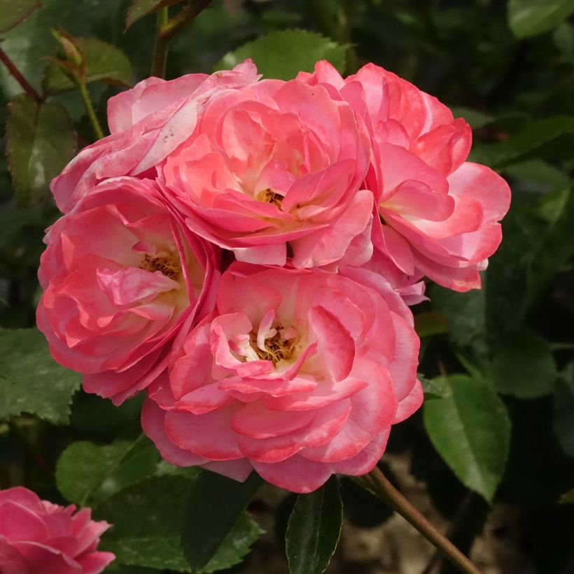 Rosa x moschata 'Walferdange'  (Flowering)