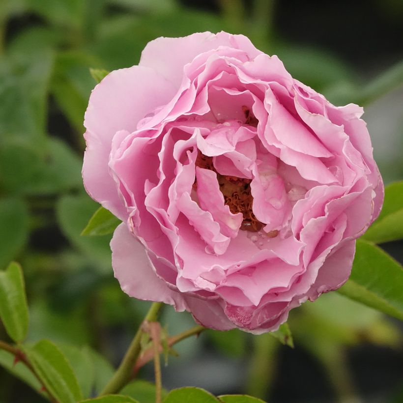  Rosa floribunda Alexandra David Neel - Floribunda Rose (Flowering)