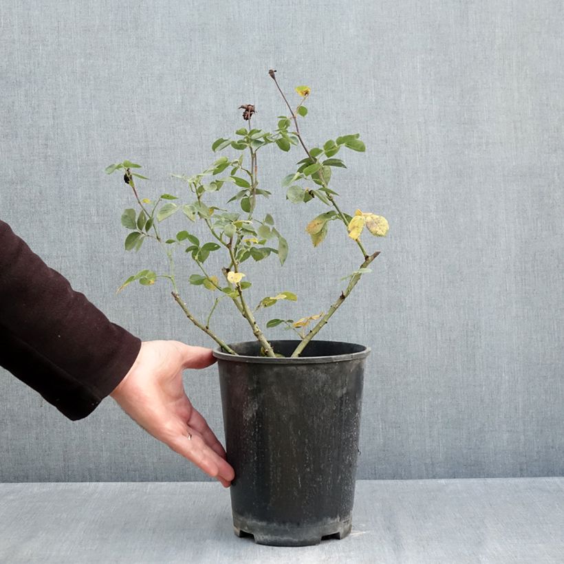 Rosa Alexandre Astier - Hybrid Tea Rose 4L/5L pot sample as delivered in autumn