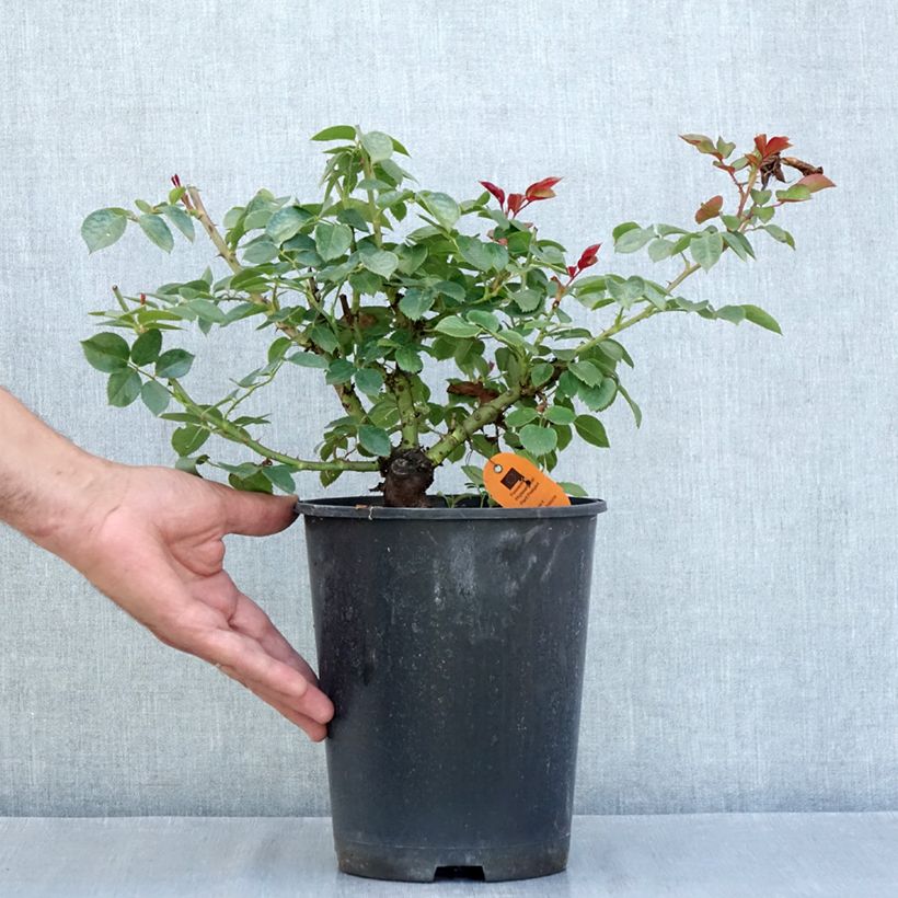 Rosa Alexandre Astier - Hybrid Tea Rose 4L/5L pot sample as delivered in summer