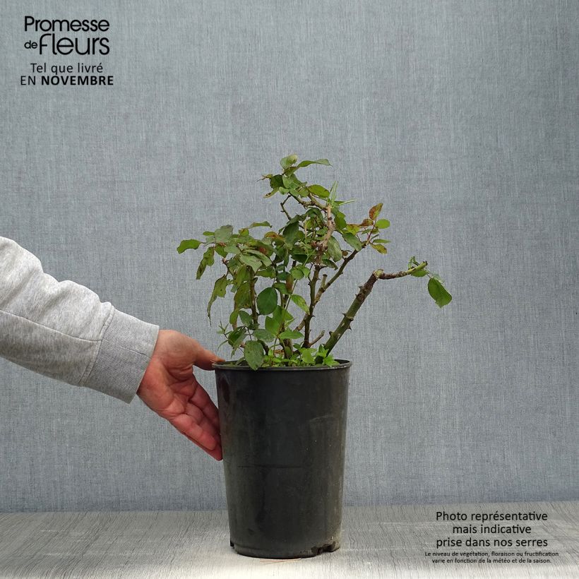 Rosa x persica Alissar Princess of Phoenicia - Hybrid Persian Rose 4L/5L pot sample as delivered in autumn