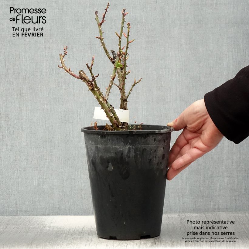 Rosa Anahe 4L/5L pot sample as delivered in winter