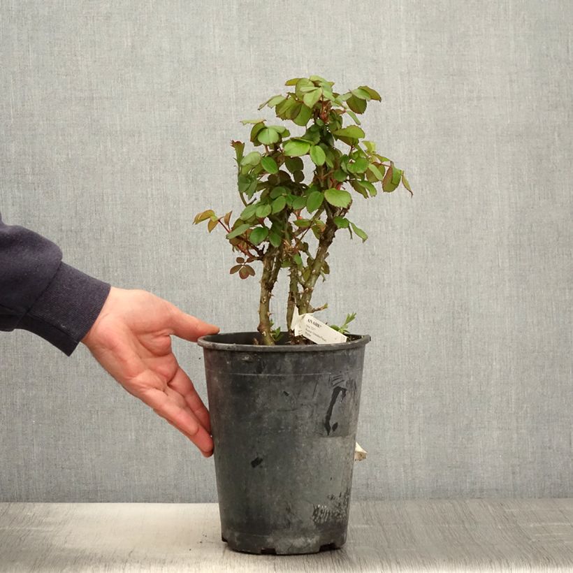 Rosa Anahe 4L/5L pot sample as delivered in spring