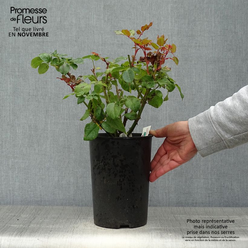 Rosa Anatasia - Hybrid Tea Rose 4L/5L pot sample as delivered in autumn