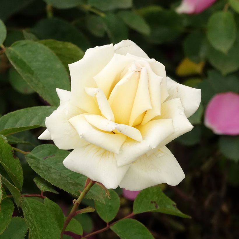 Rosa 'Anggun' - Shrub Rose (Flowering)