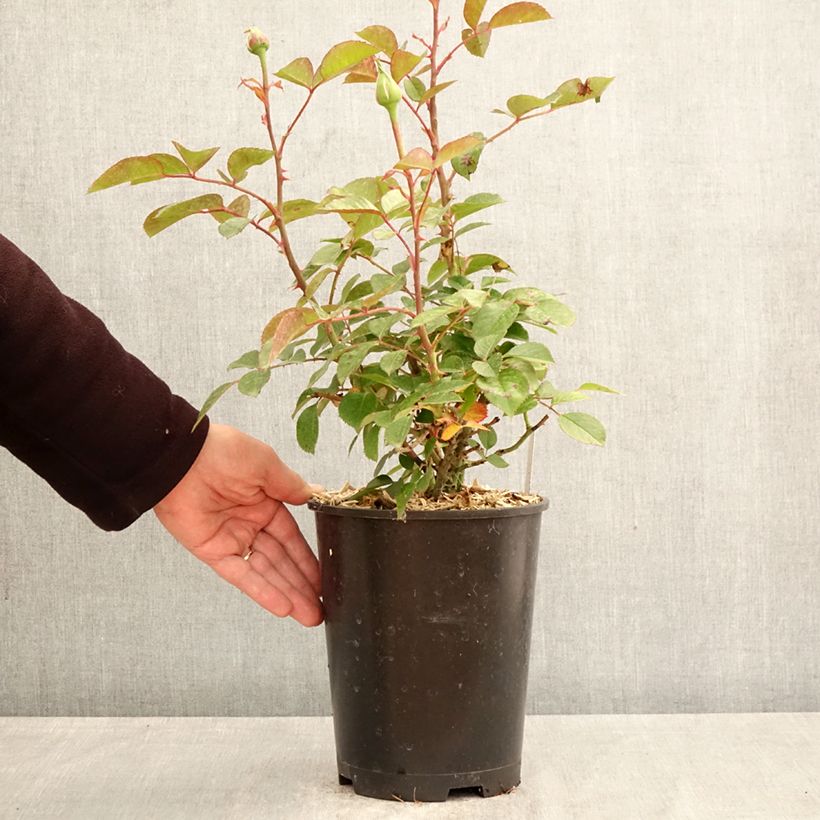 Rosa 'Anggun' - Shrub Rose 4L/5L pot sample as delivered in spring