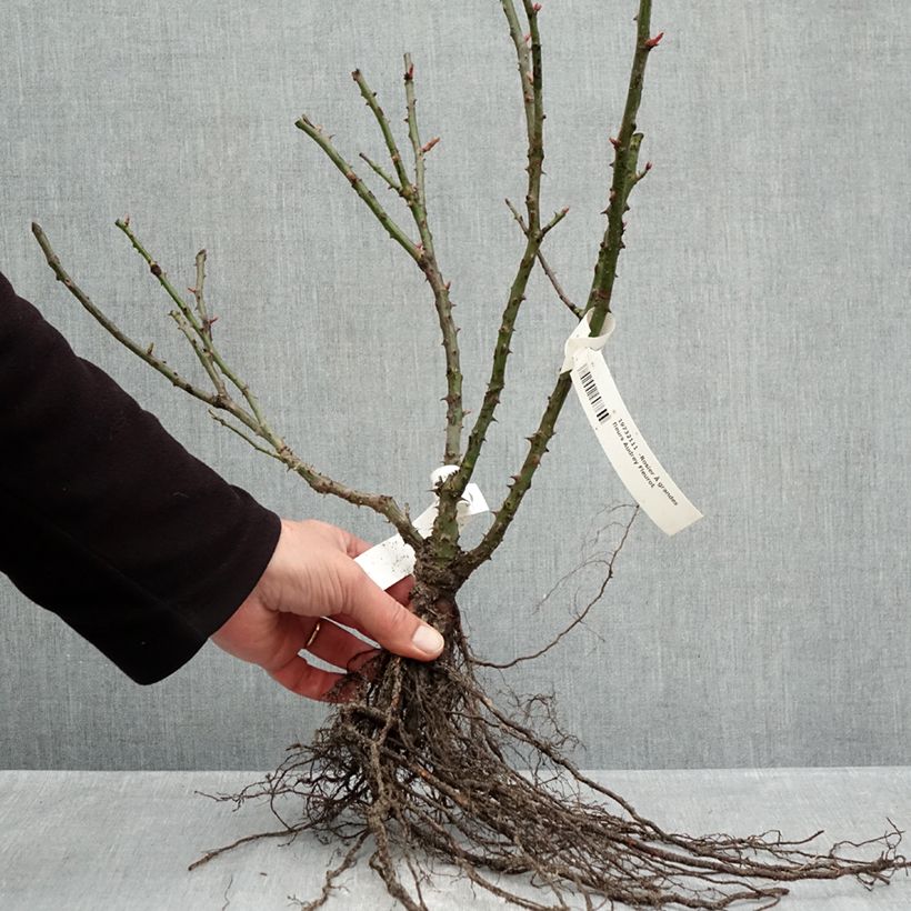Rosa Audrey Fleurot - Shrub rose Bare root sample as delivered in winter