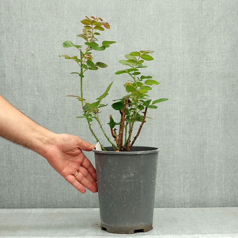 Rosa  Auguste Escoffier - Floribunda Rose 4L/5L pot sample as delivered in summer