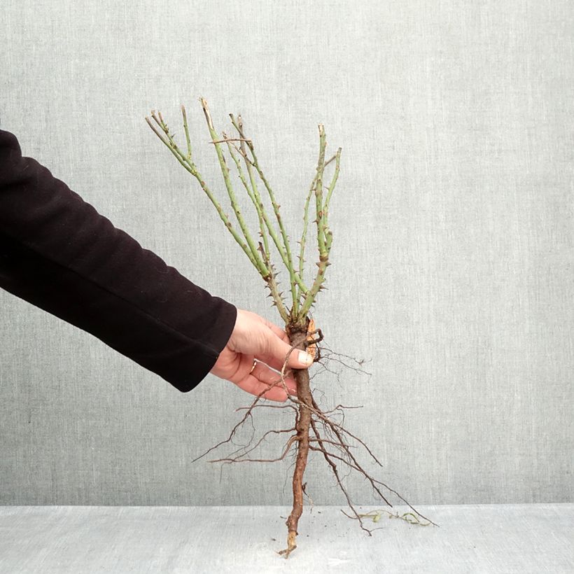 Rosa  Auguste Escoffier - Floribunda Rose Bare root sample as delivered in winter