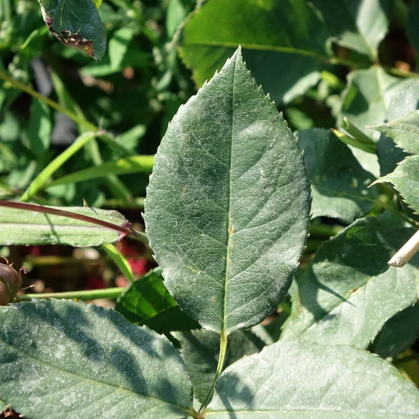 Rosa Black Perfumella - Hybrid Tea Rose (Foliage)