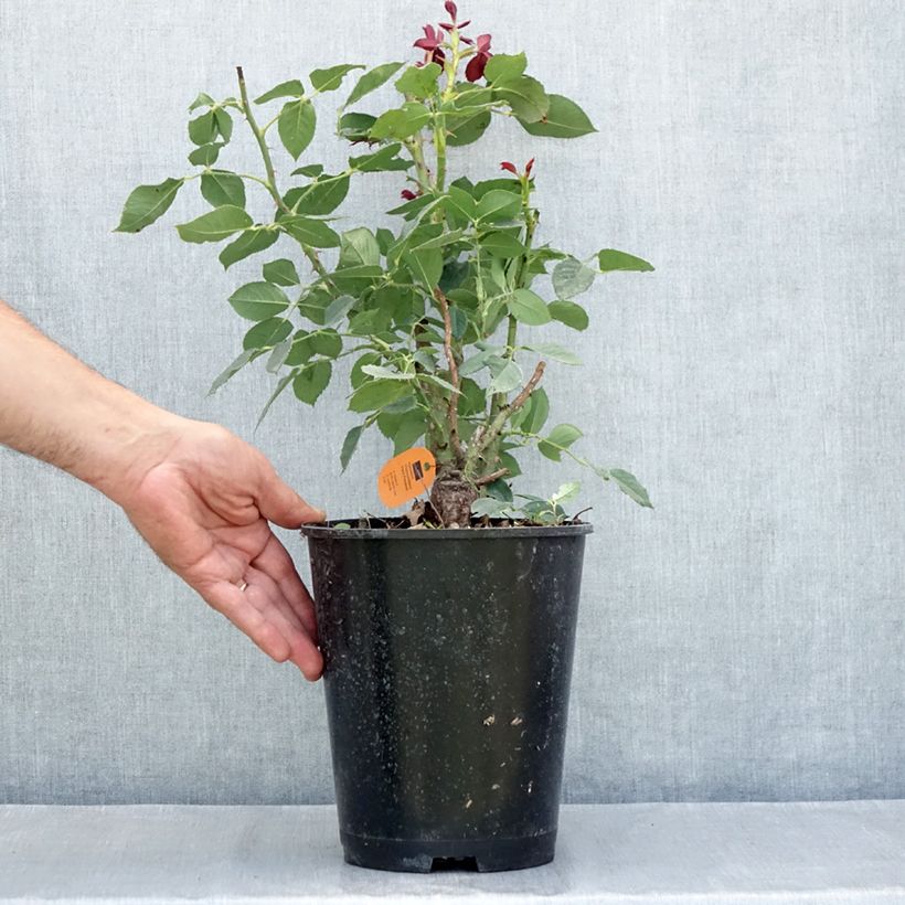 Rosier à grandes fleurs Black Perfumella 4L/5L pot sample as delivered in summer