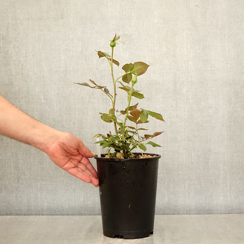 Rosa Black Perfumella - Hybrid Tea Rose 4L/5L pot sample as delivered in spring