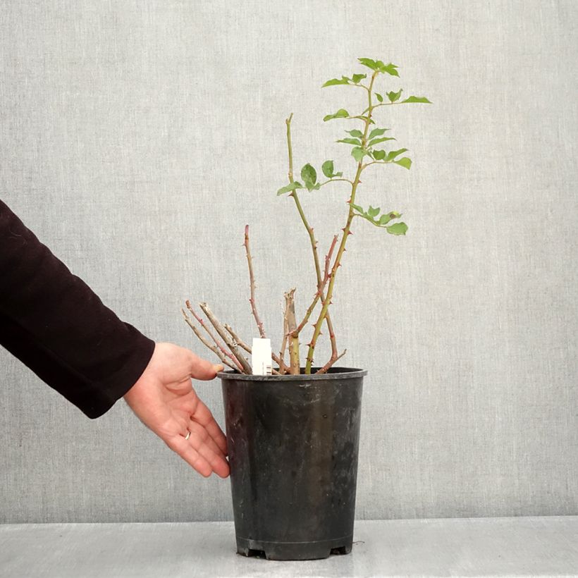 Rosa Blue Eden - Hybrid Tea Rose 4L/5L pot sample as delivered in autumn