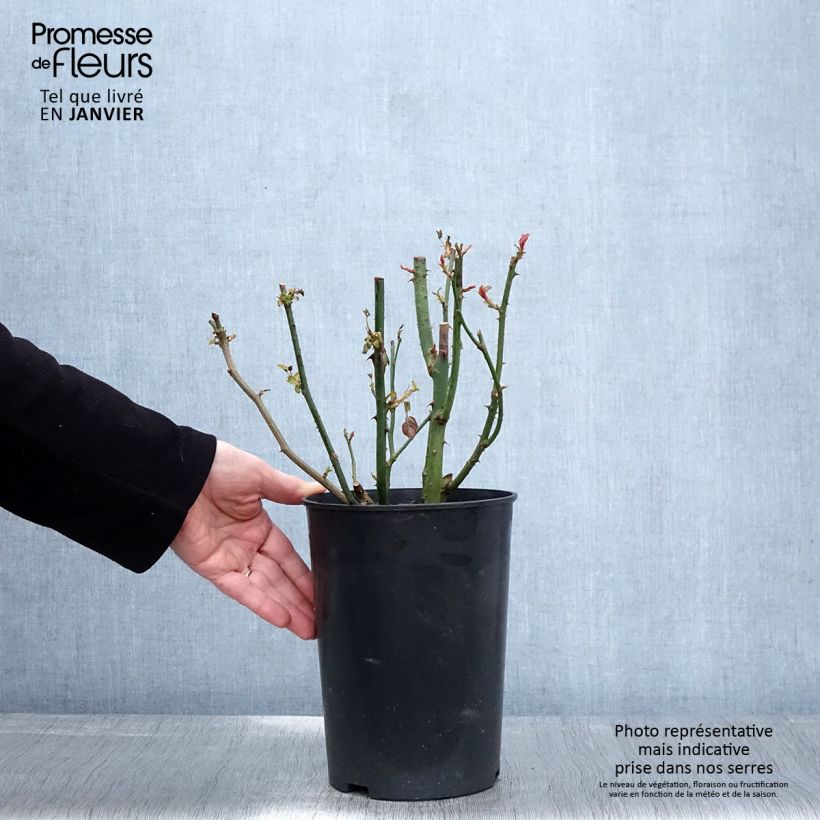 Rosa 'Blue River' - Shrub Rose 3L/4L pot sample as delivered in winter