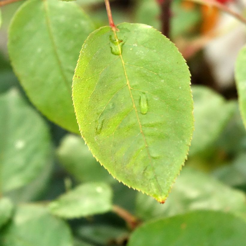 Rosa 'Botero' - Shrub Rose (Foliage)
