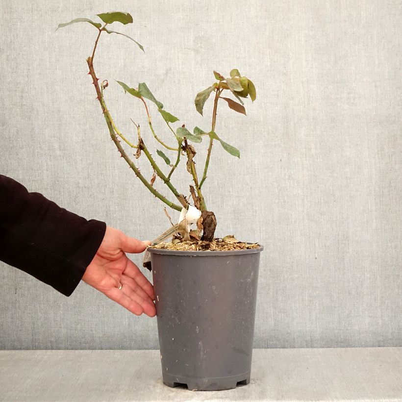 Rosa Broadway - Hybrid tea rose bush 4L/5L pot sample as delivered in spring