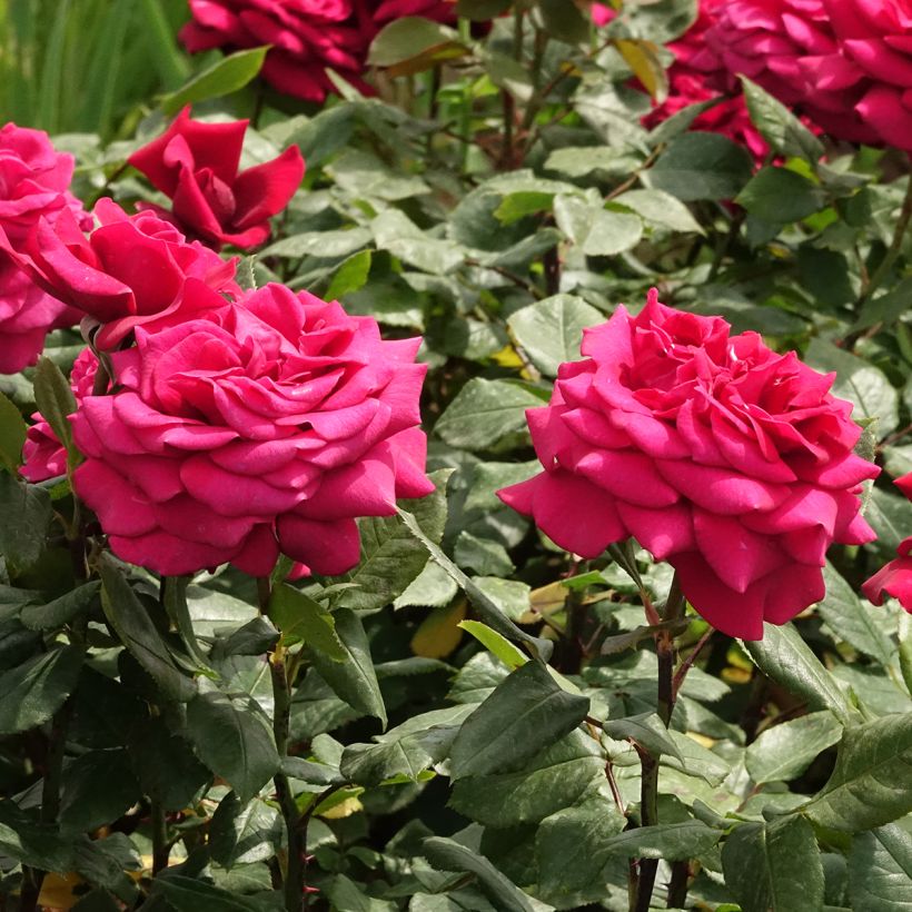 Rosa Charlotte Rampling - Hybrid Tea Rose (Flowering)