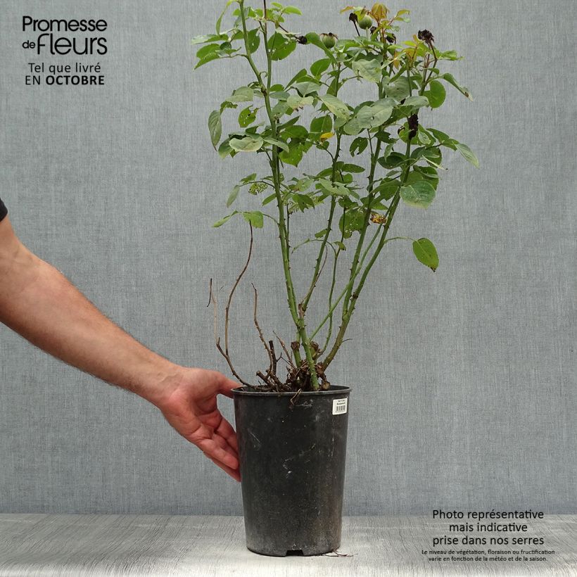 Rosa Renaissance Clair 4L/5L pot sample as delivered in autumn