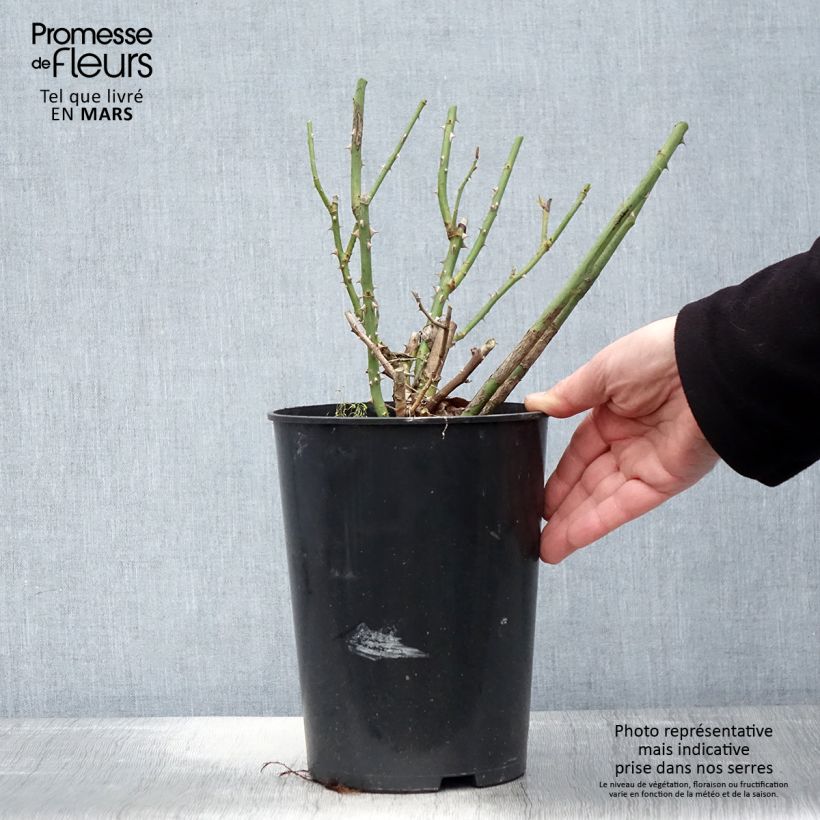 Rosa Renaissance Clair 4L/5L pot sample as delivered in spring