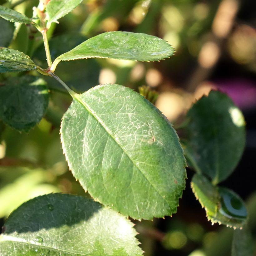 Rosa 'Claire Marshall' - Hybrid Tea Rose (Foliage)