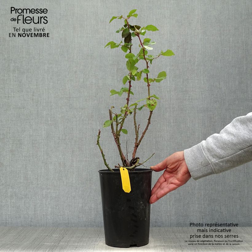 Rosa Eleganza Courage - Hybrid Tea Rose 4L/5L pot sample as delivered in autumn