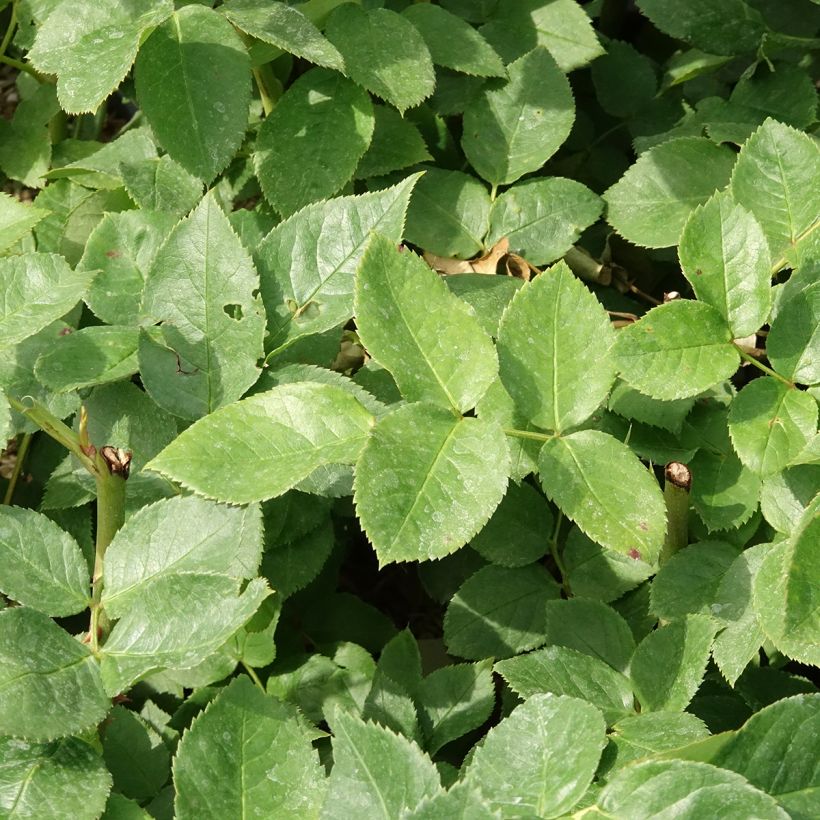 Rosa Eleganza Courage - Hybrid Tea Rose (Foliage)