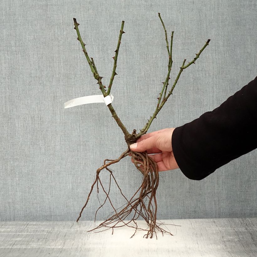 Rosa 'Dame de Coeur' Bare root sample as delivered in winter