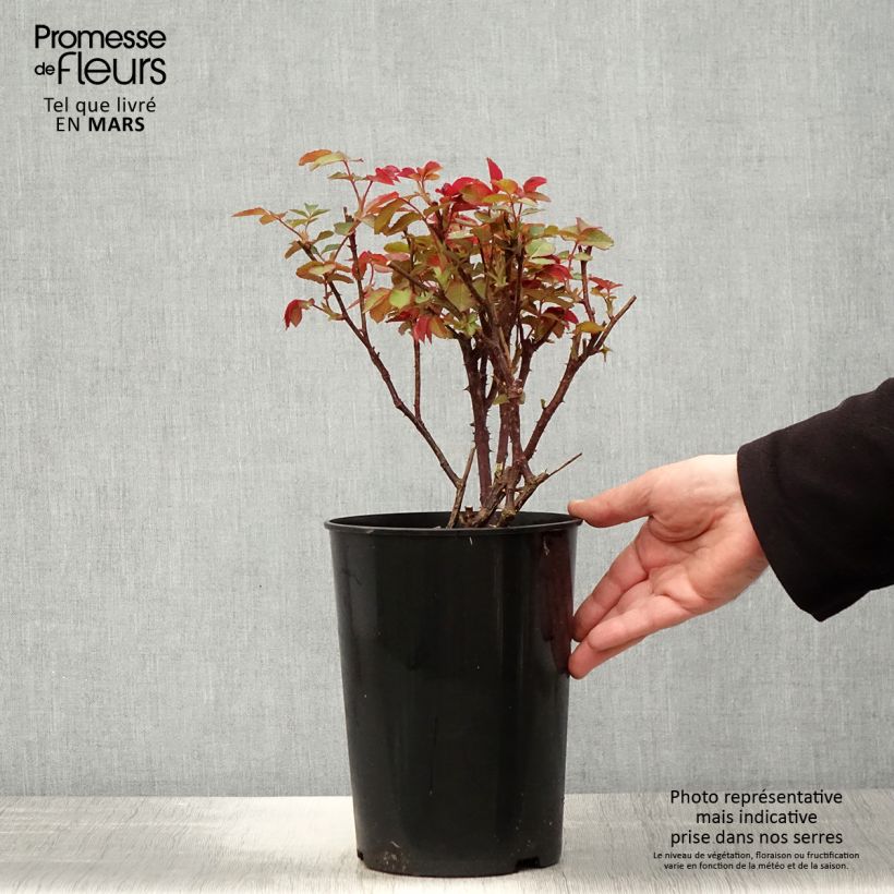 Rosa 'Diamond Jubilee' 4L/5L pot sample as delivered in spring