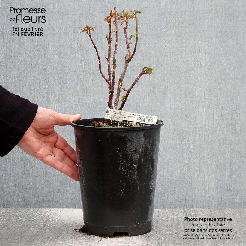 Rosa Domaine de Chantilly - Shrub Rose 3L/4L pot sample as delivered in winter