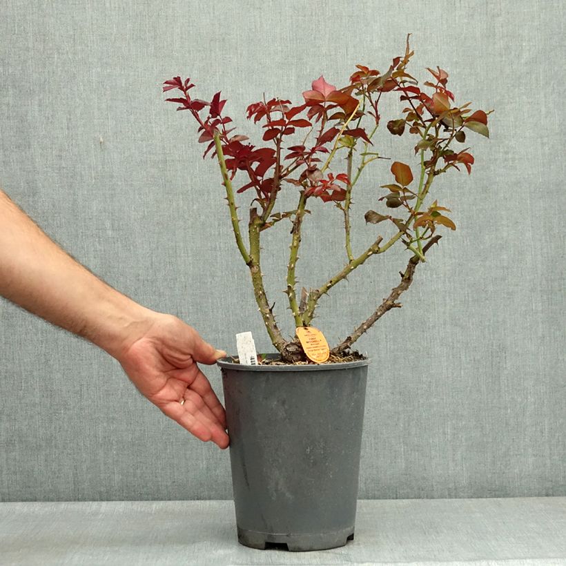 Rosa 'Eddy Mitchell' - Shrub Rose 4L/5L pot sample as delivered in summer
