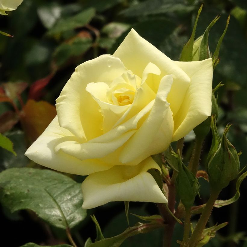 Rosa Eleganza Limona (Flowering)
