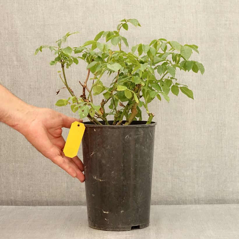 Rosa Eleganza Limona 4L/5L pot sample as delivered in summer