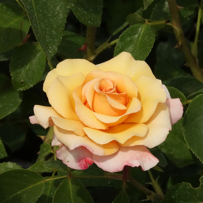 Rosa Eleganza Antique Oh Happy Day (Flowering)
