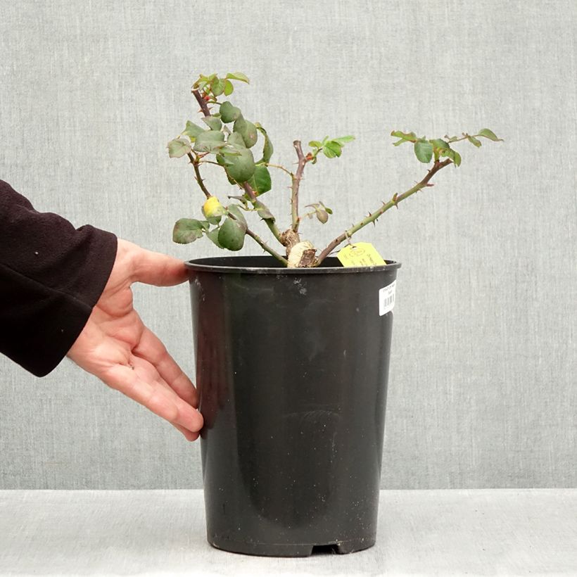 Rosa Eleganza Antique Oh Happy Day 4L/5L pot sample as delivered in autumn