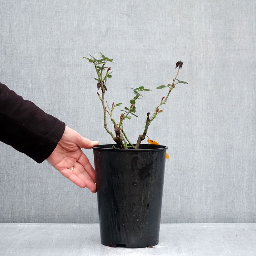 Rosa Eleganza Antique Oh Happy Day 4L/5L pot sample as delivered in winter