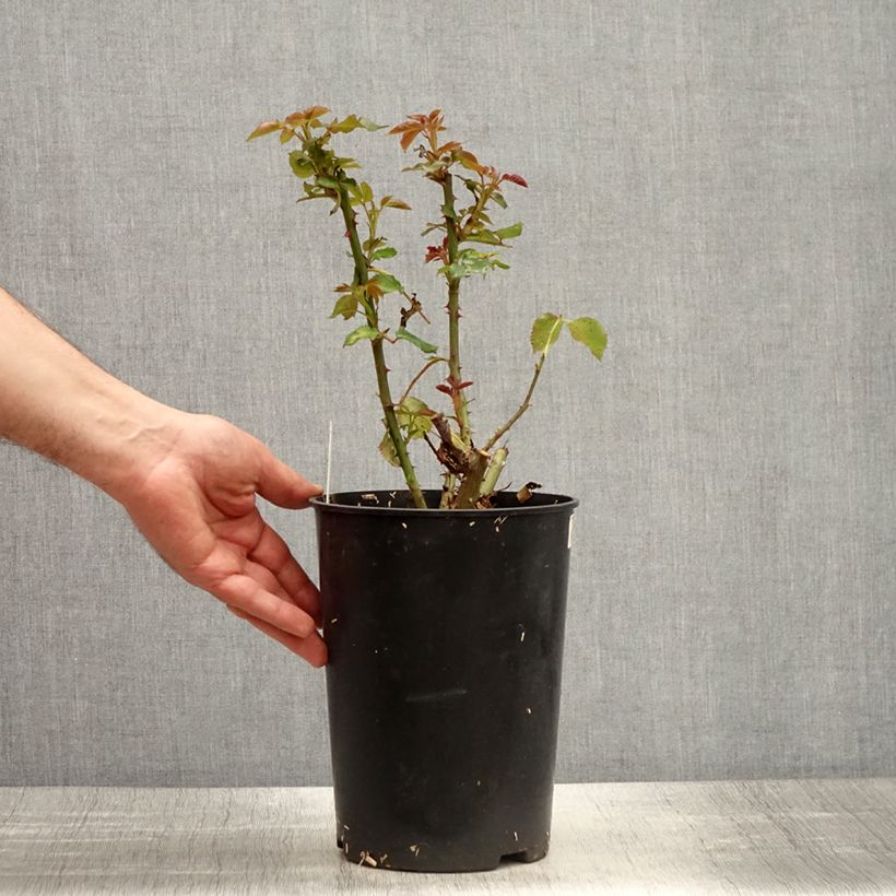 Rosa Espoir dAnjou - Hybrid Tea Rose 4L/5L pot sample as delivered in spring