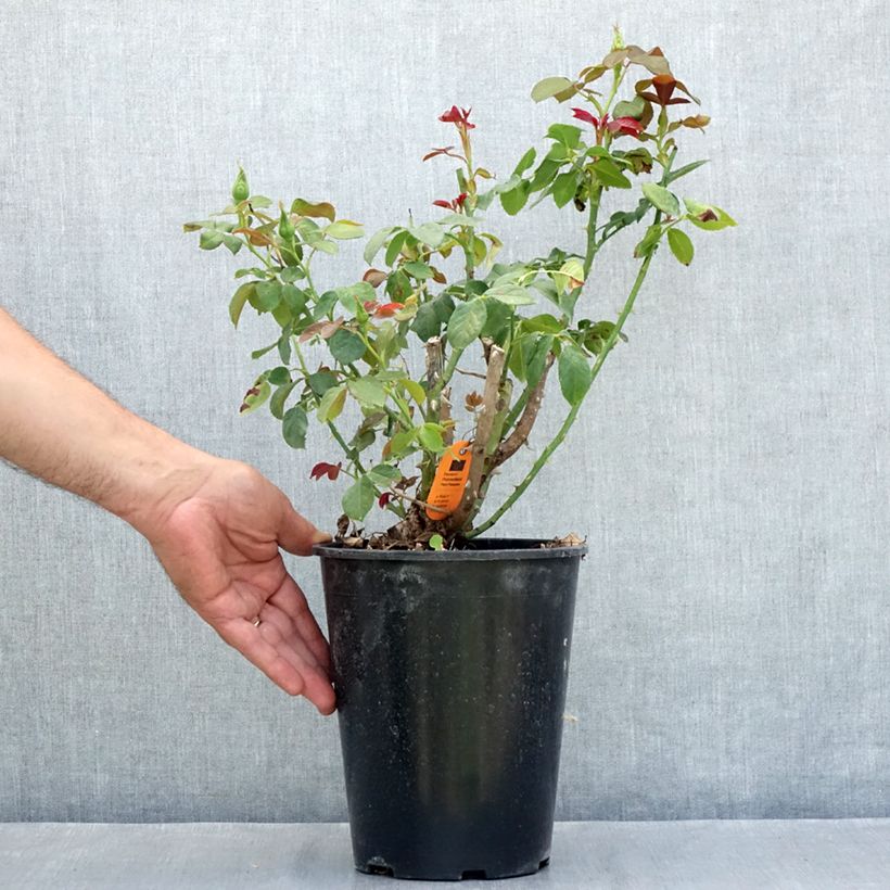 Rosa Eureka - Hybrid Tea Rose 4L/5L pot sample as delivered in summer