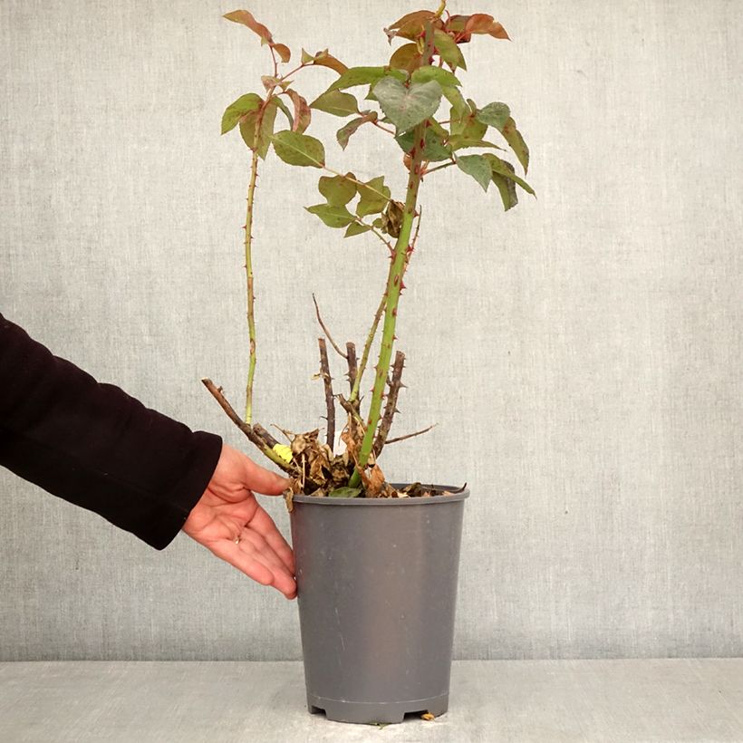 Rosa Eve de Rothschild - Hybrid Tea Rose 4L/5L pot sample as delivered in spring