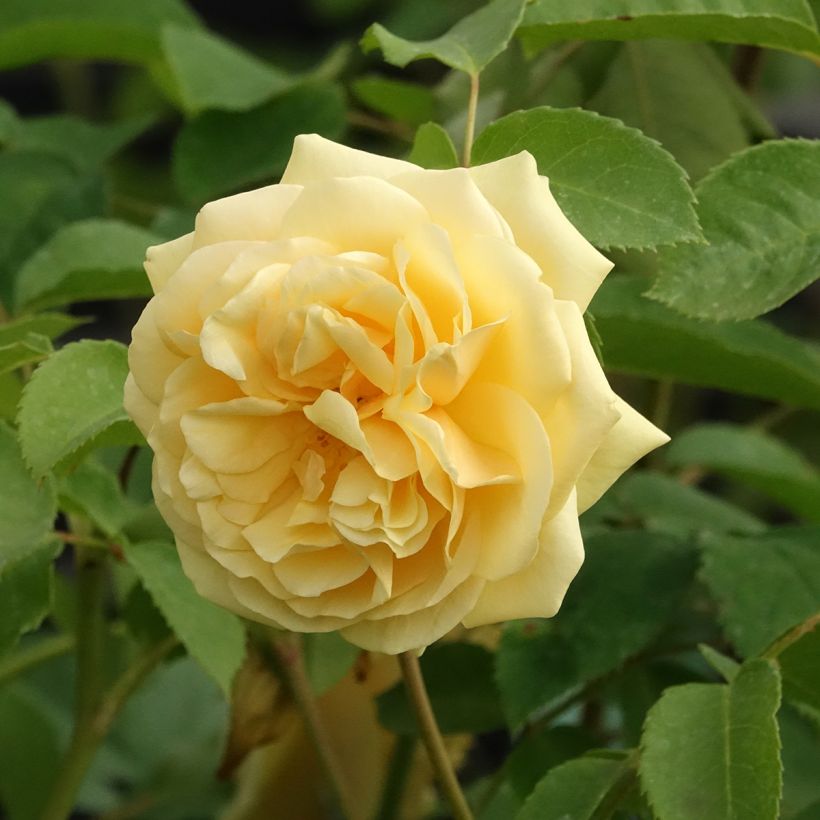 Rosa 'Fragrant Old Yellow' - Old Rose (Flowering)