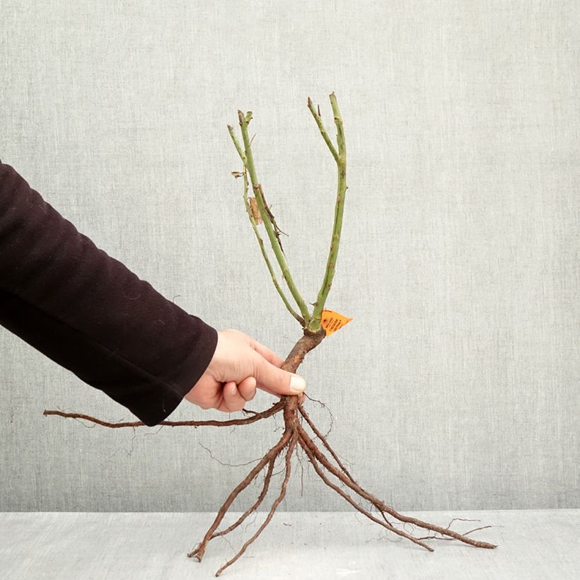 Rosa 'Frédéric Mistral' - Shrub Rose Bare root sample as delivered in winter