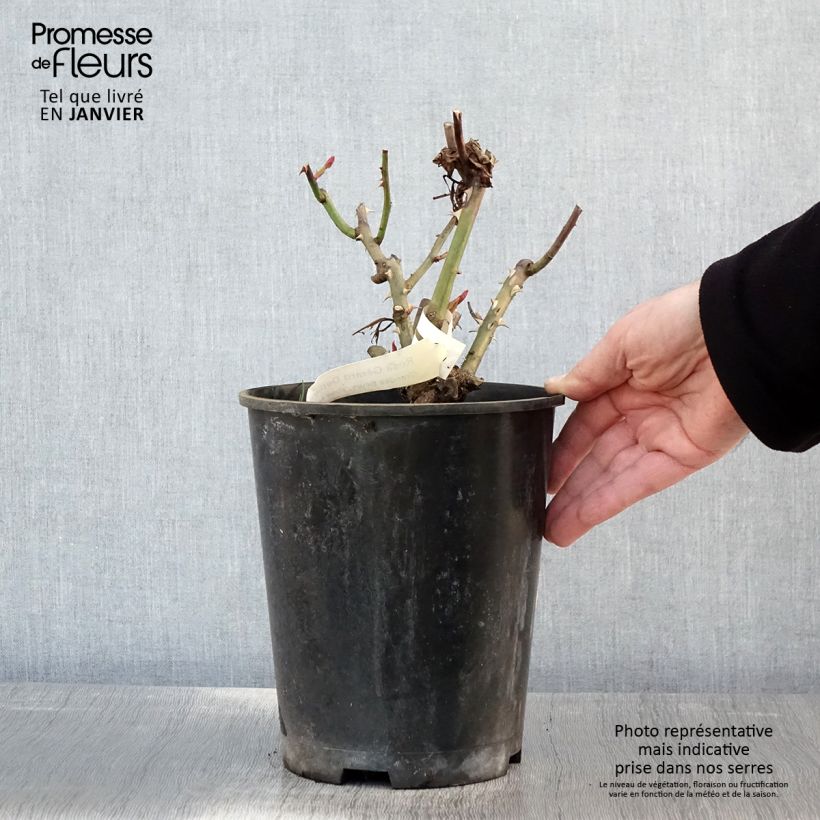 Rosa 'Gérard Depardieu' 4L/5L pot sample as delivered in winter